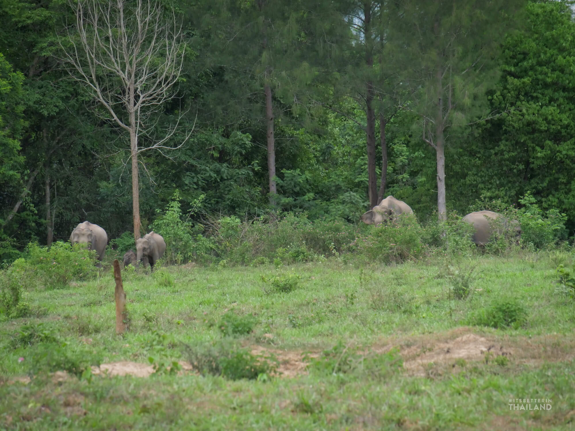 wild elephants in Thailand