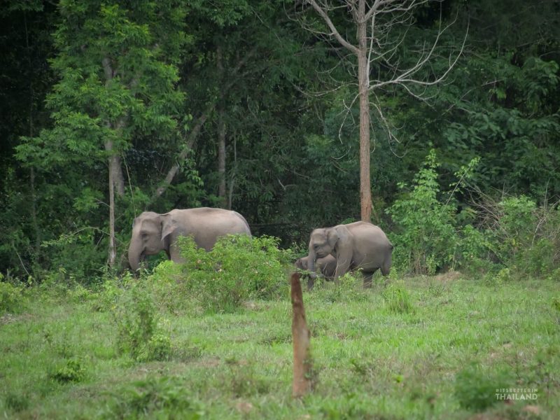 wild elephants in thailand