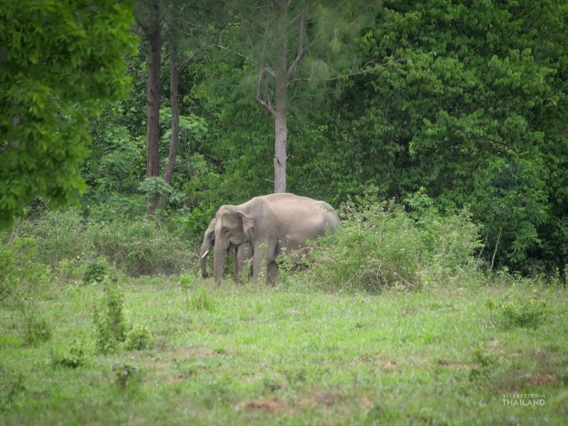 kuiburi wild elephants