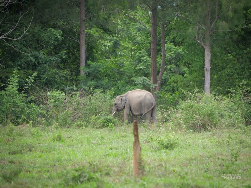 wild elephants at Kuiburi National Park