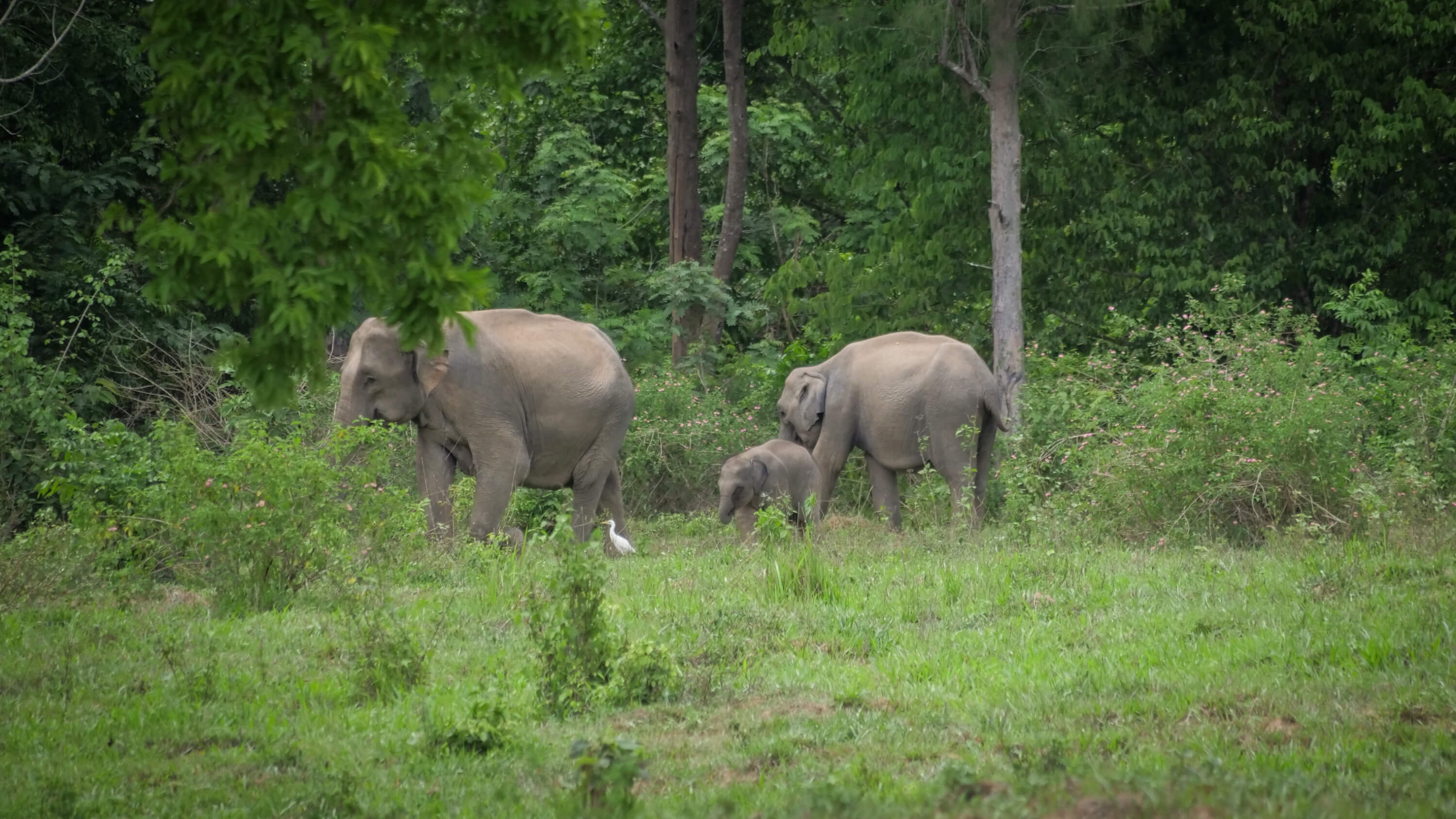 wild elephants in Thailand at Kuiburi