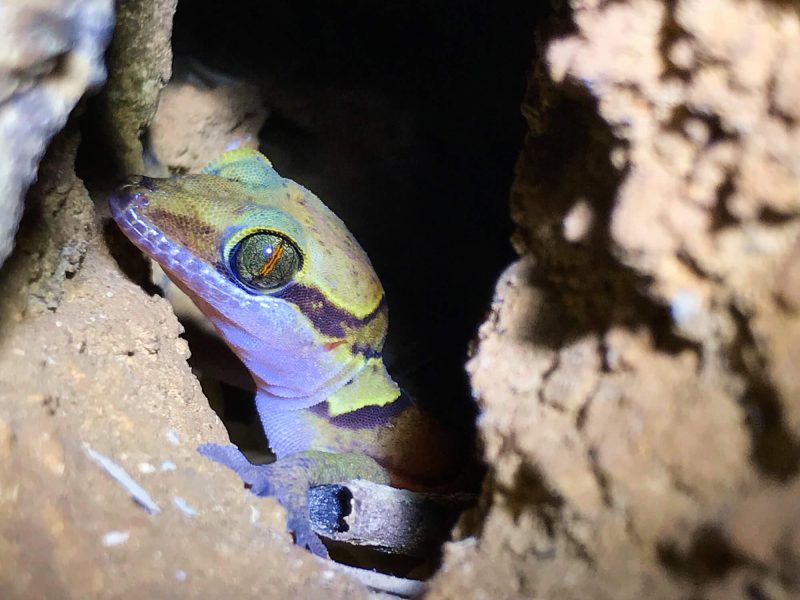 Cave gecko at Khao Sam Roi Yot, Thailand