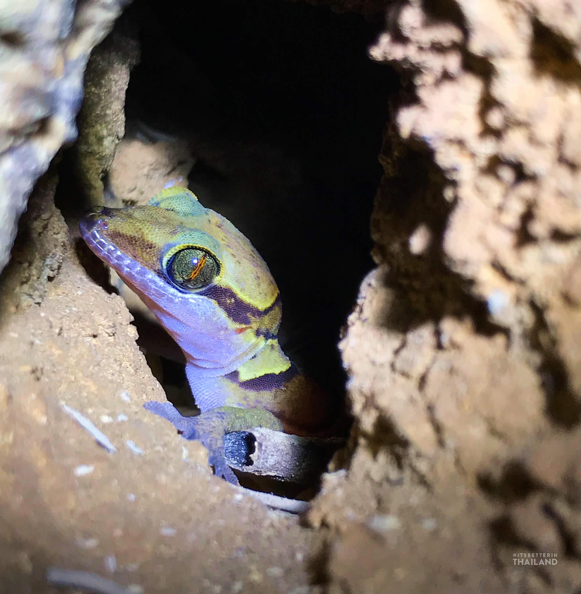 Cave gecko at Khao Sam Roi Yot, Thailand