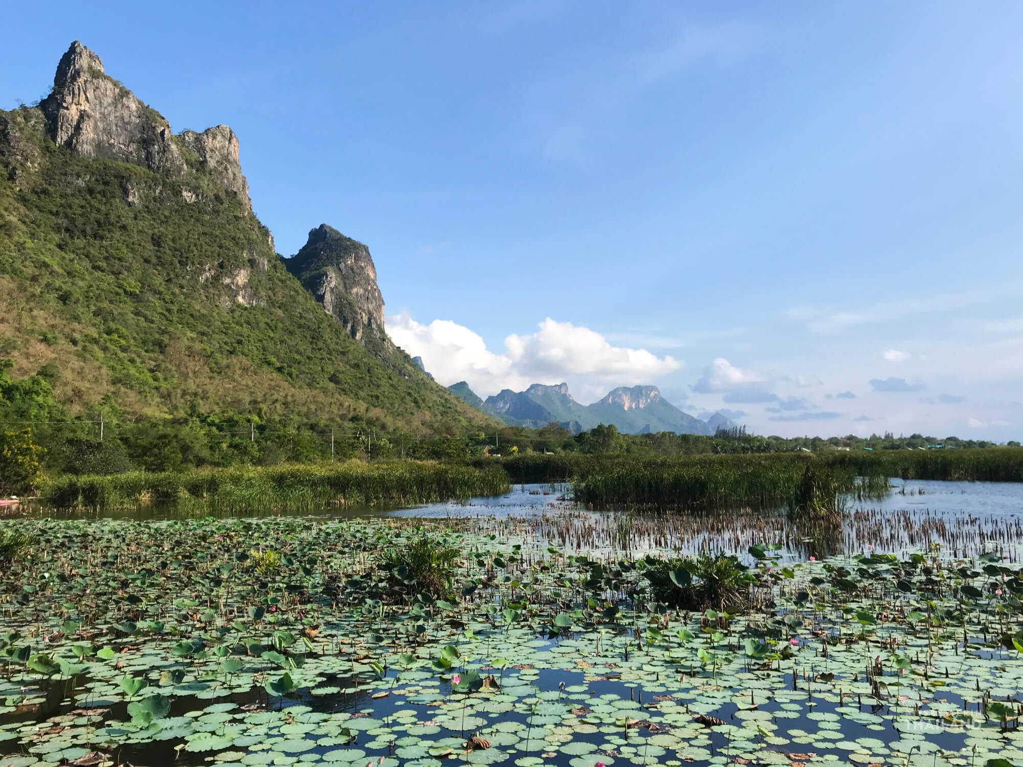 Bueng Bua marsh Khao Sam Roi Yot National Park