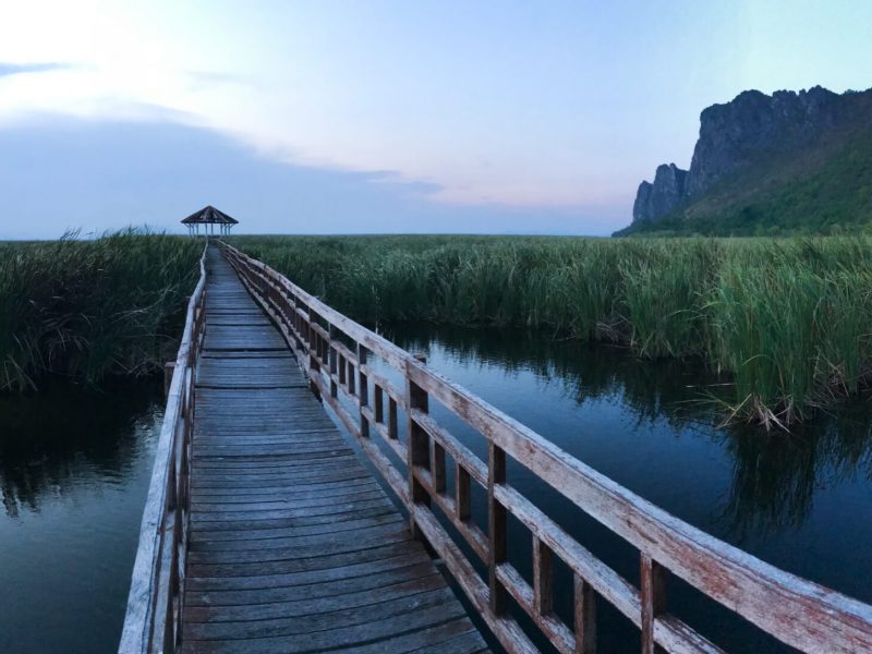 Bueng Bua marsh Khao Sam Roi Yot National Park