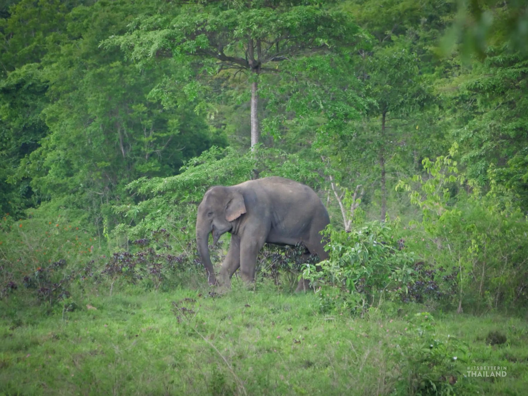Wild elephant in Thailand