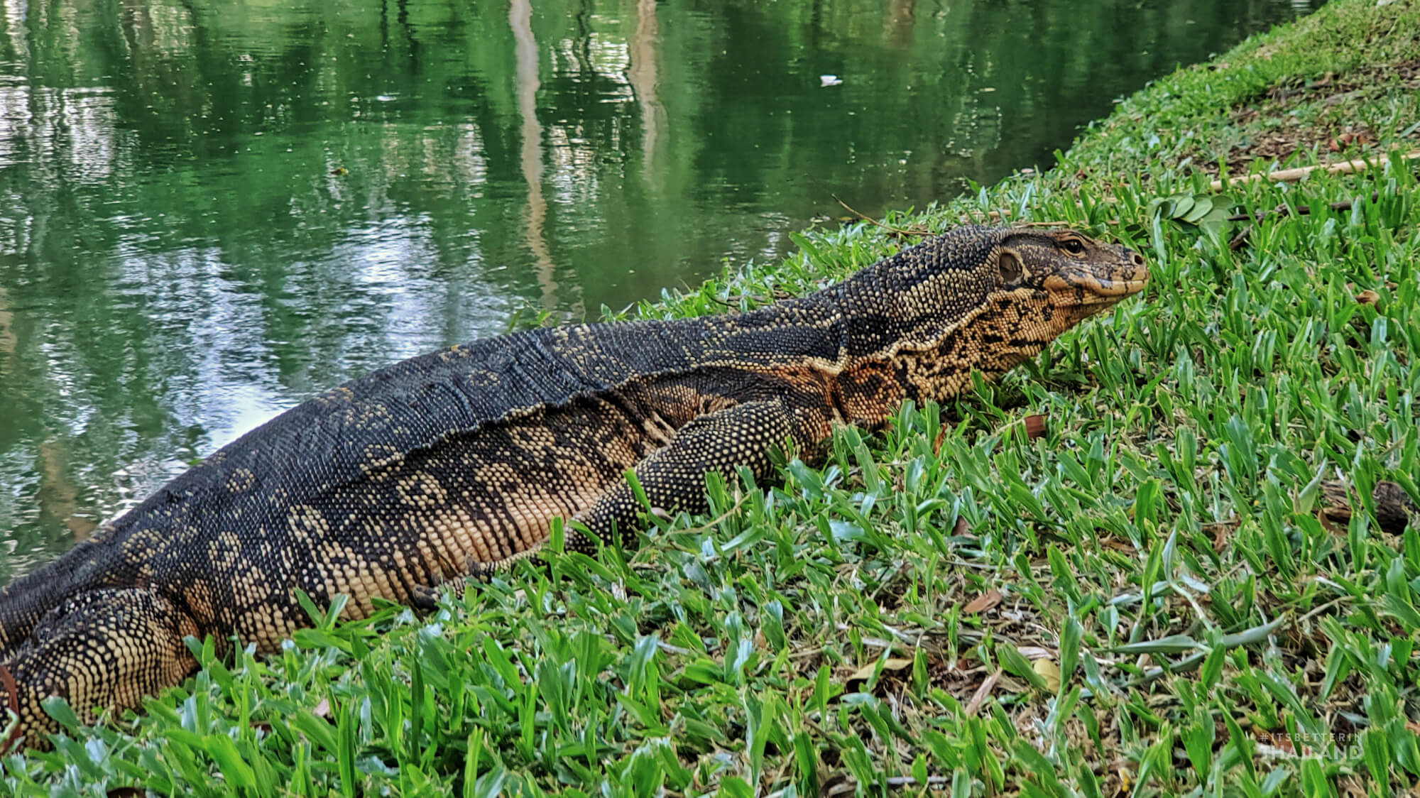 Lumpini Park monitor lizard