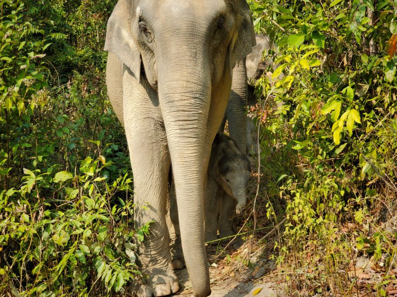 Thailand Elephant Sanctuary