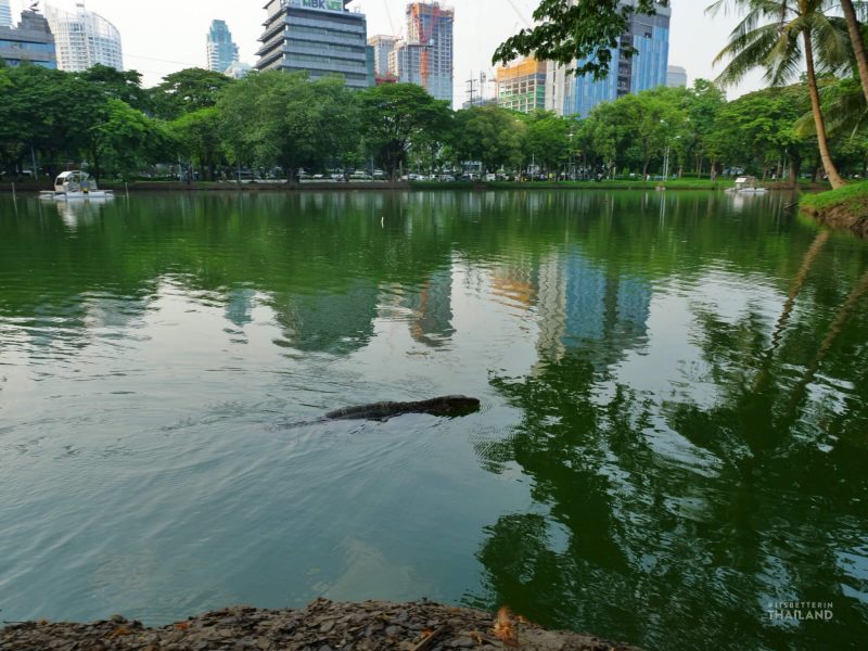 Lumpini Park swimming lizard