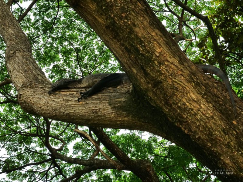 Lumpini Park lizard in tree