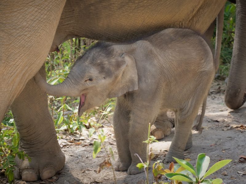 Thailand Baby Elephant