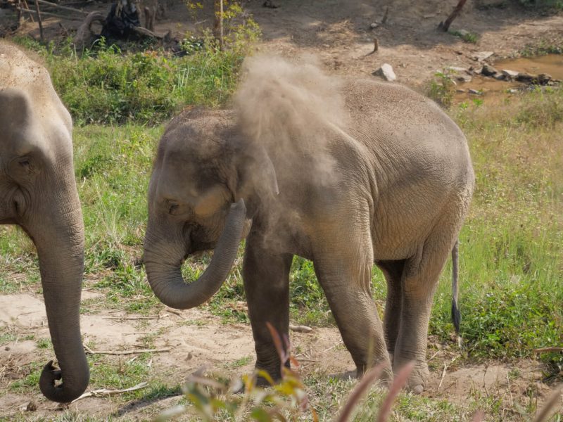 Thailand Elephant Sanctuary