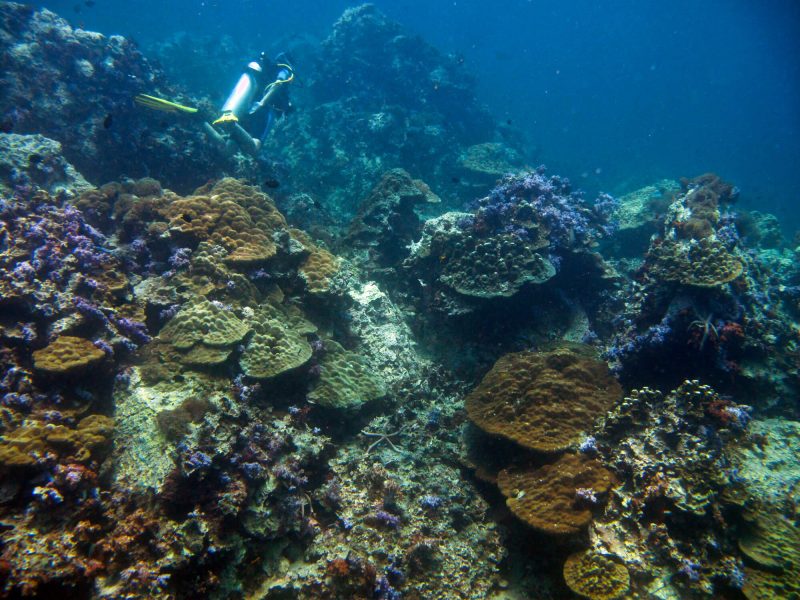 Shark Point and Anemone Reef