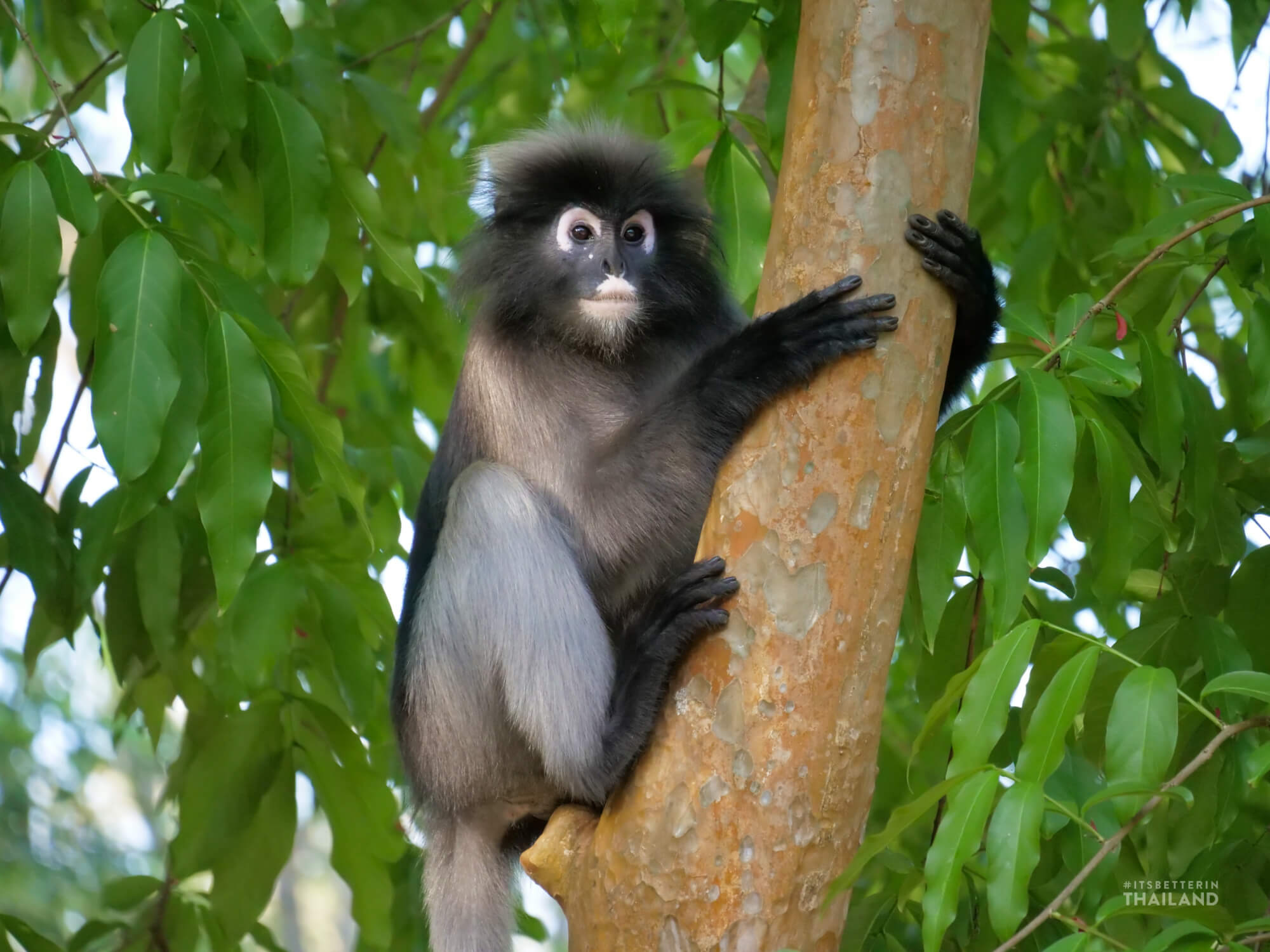 dusky langur