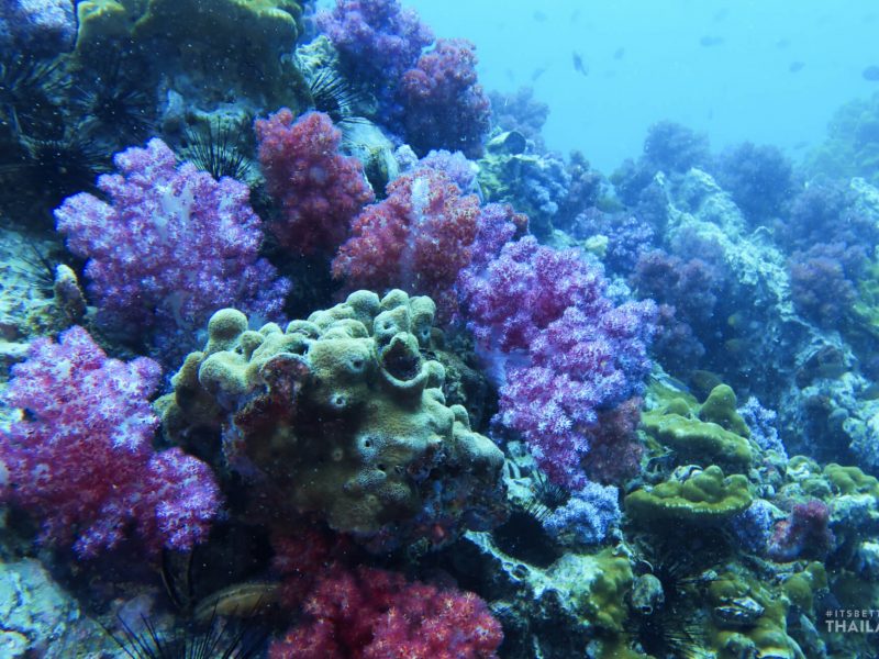 soft corals shark point phuket