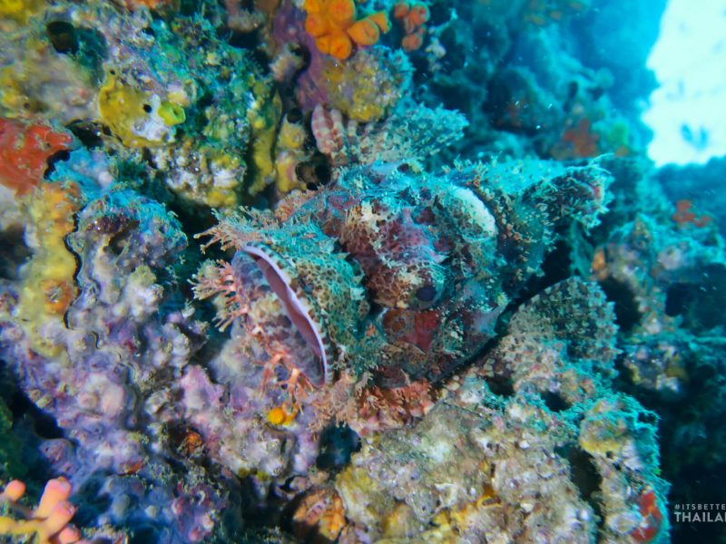 lizard scorpionfish