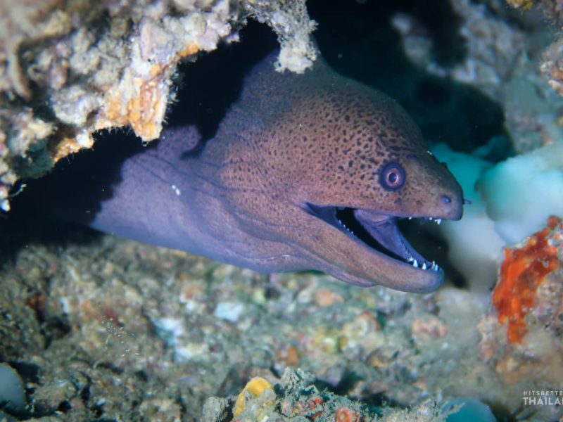 Phuket Moray Eel