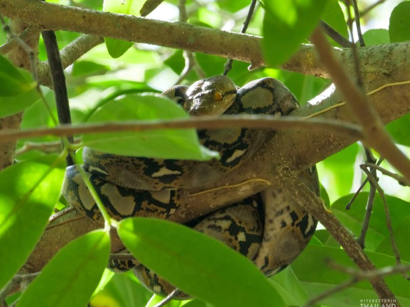 juvenile Reticulated python