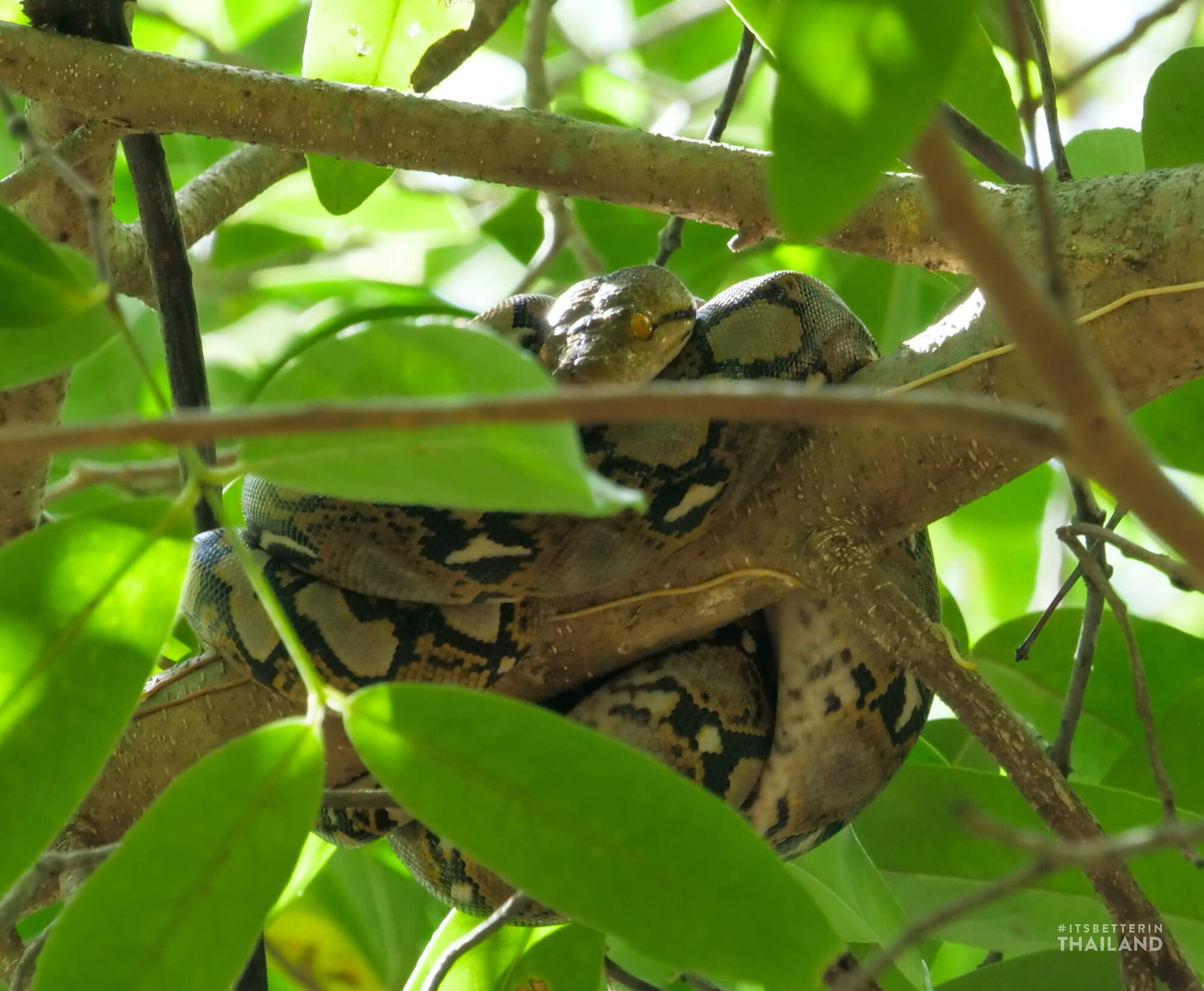 juvenile Reticulated python