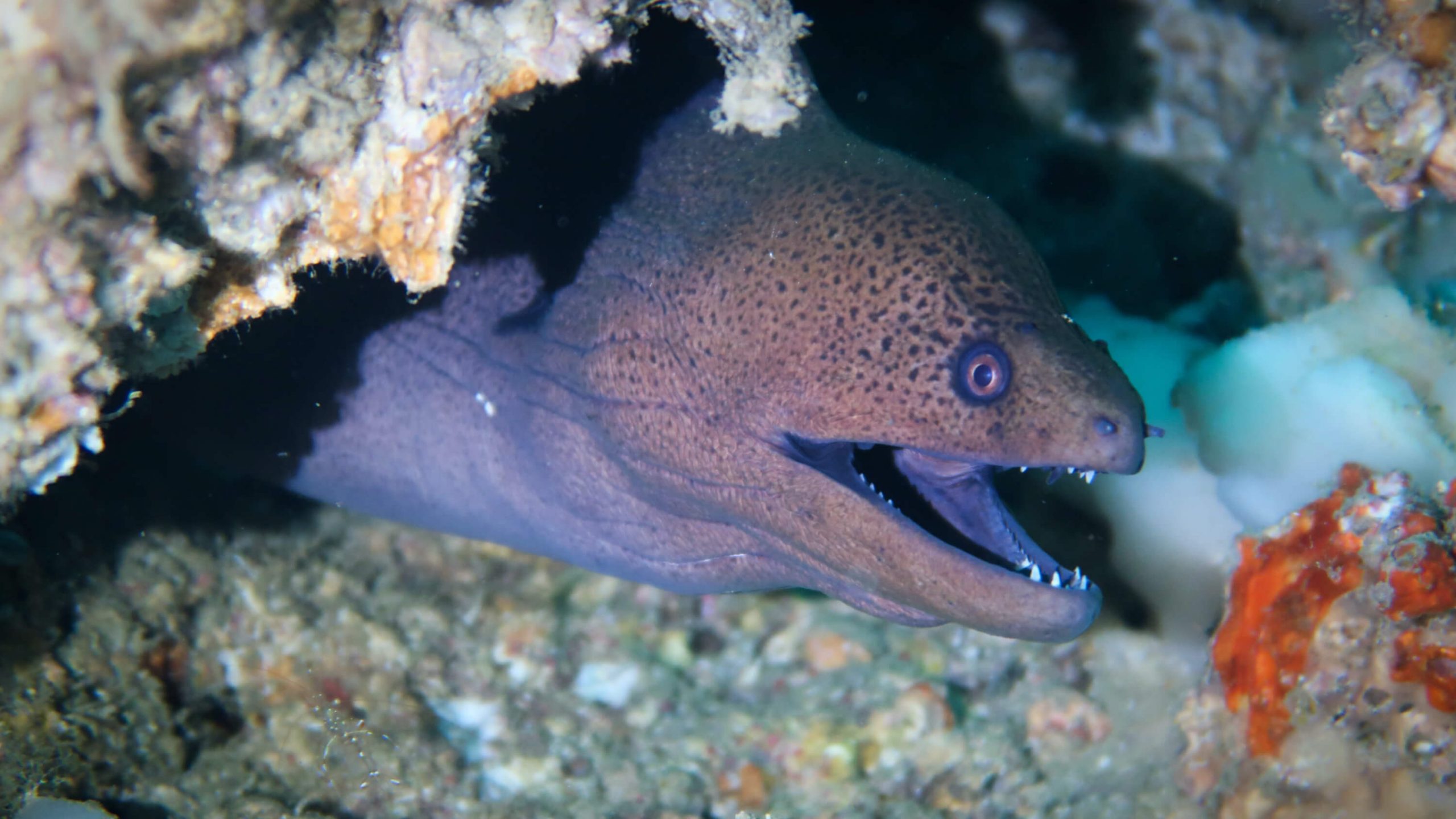 Rawai & Chalong scuba diving Phuket