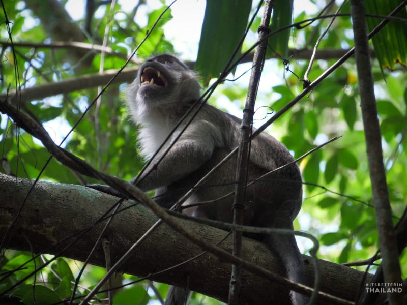macaque Little Amazon Takua Pa