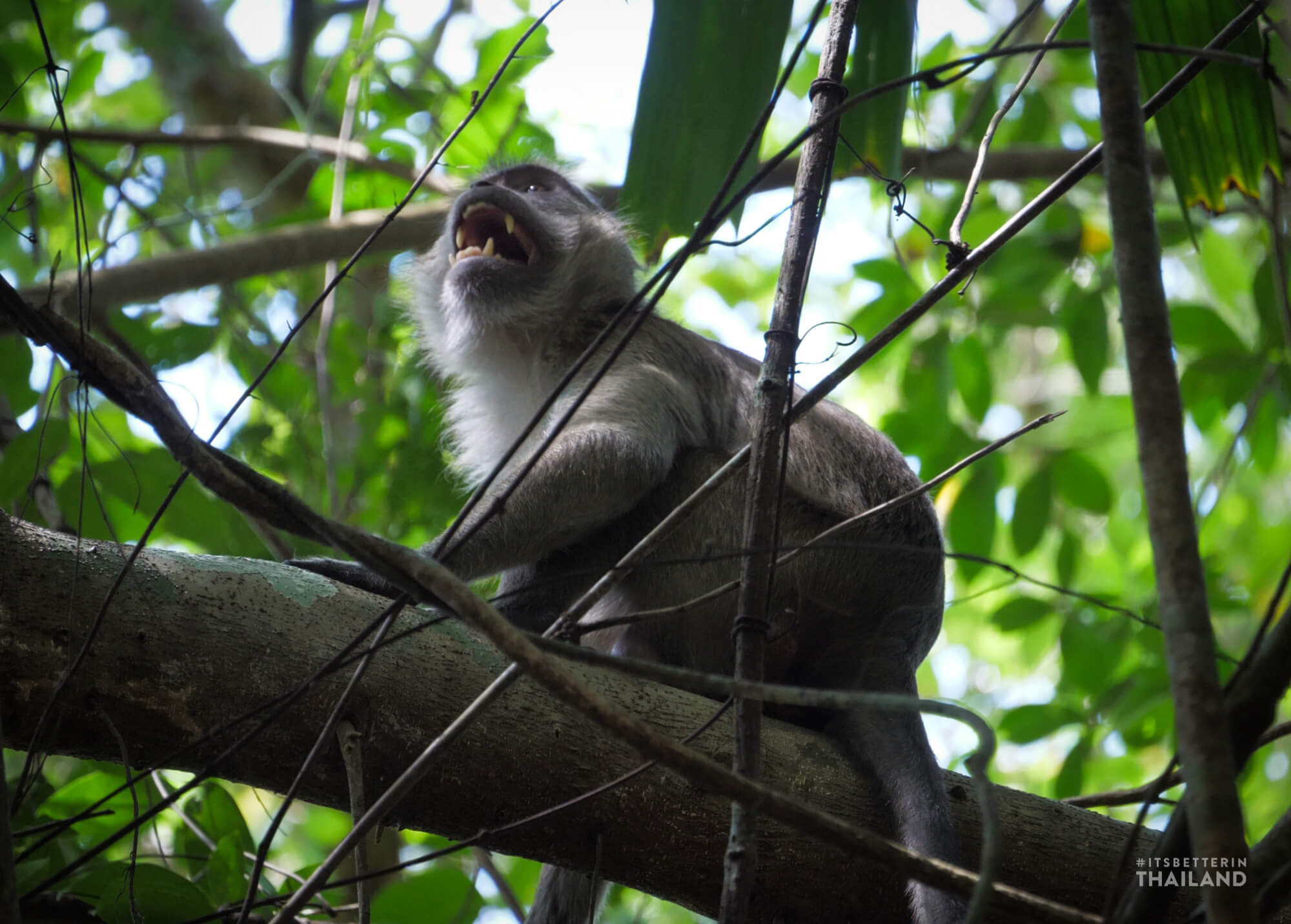 macaque Little Amazon Takua Pa