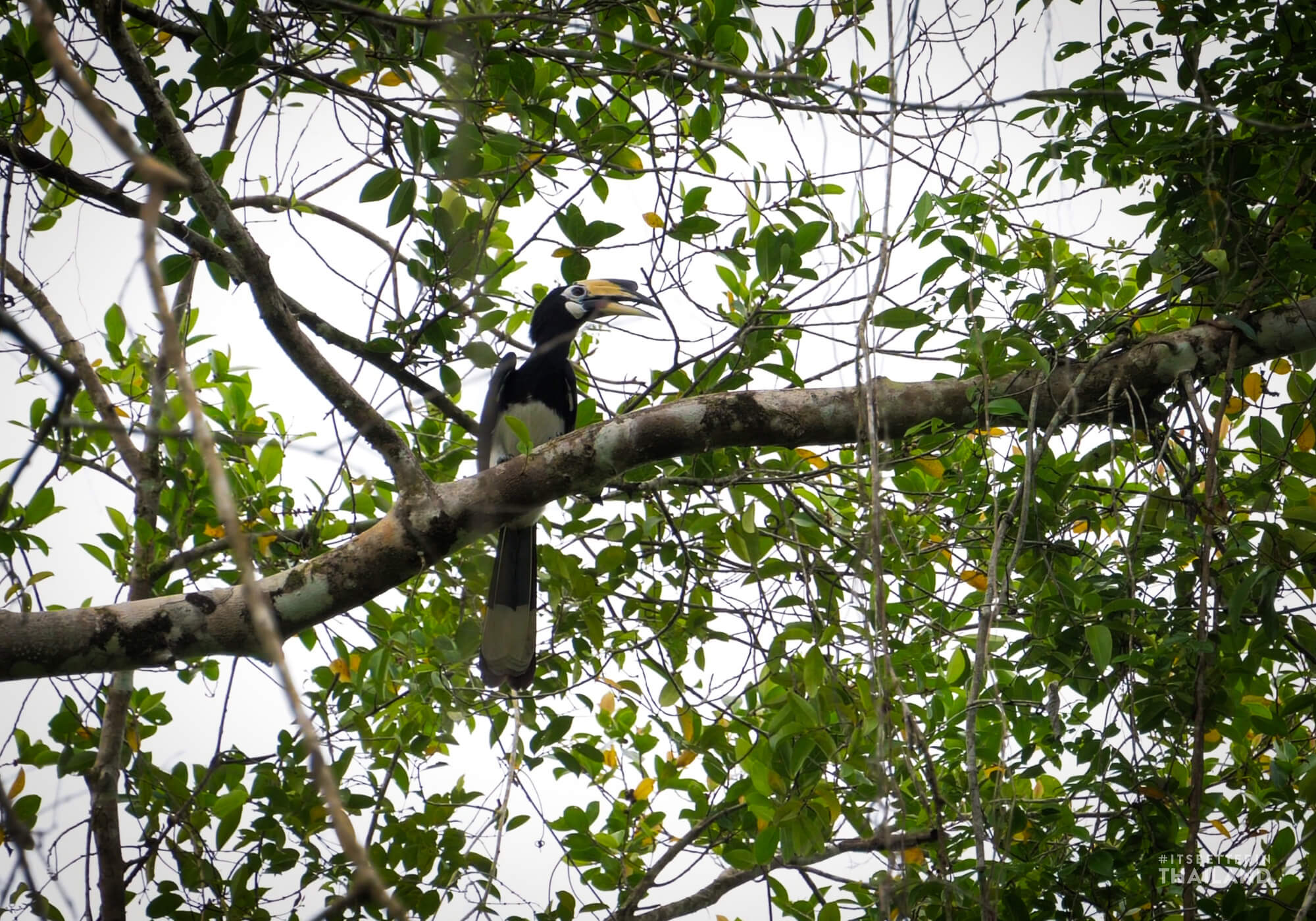 pied hornbill Little Amazon Takua Pa